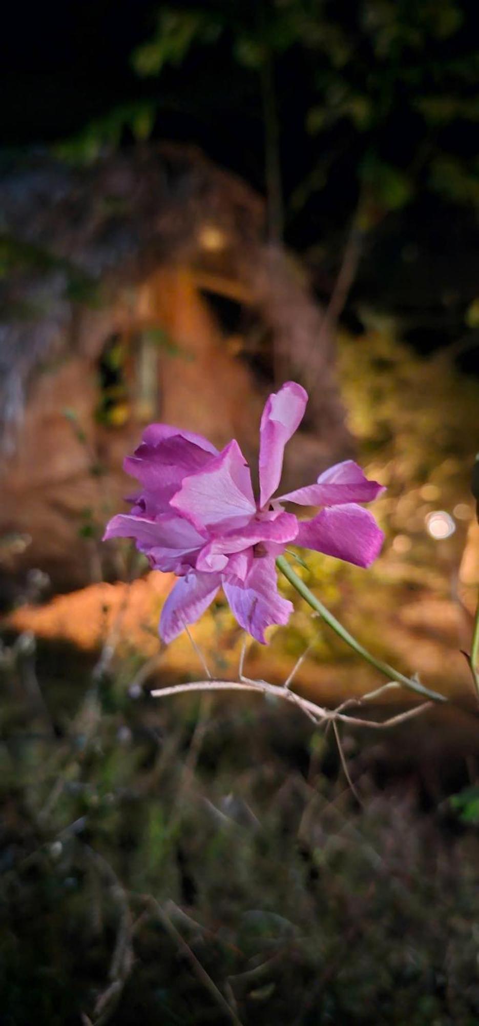 Vuon Nha Cui Homestay Dalat Bagian luar foto
