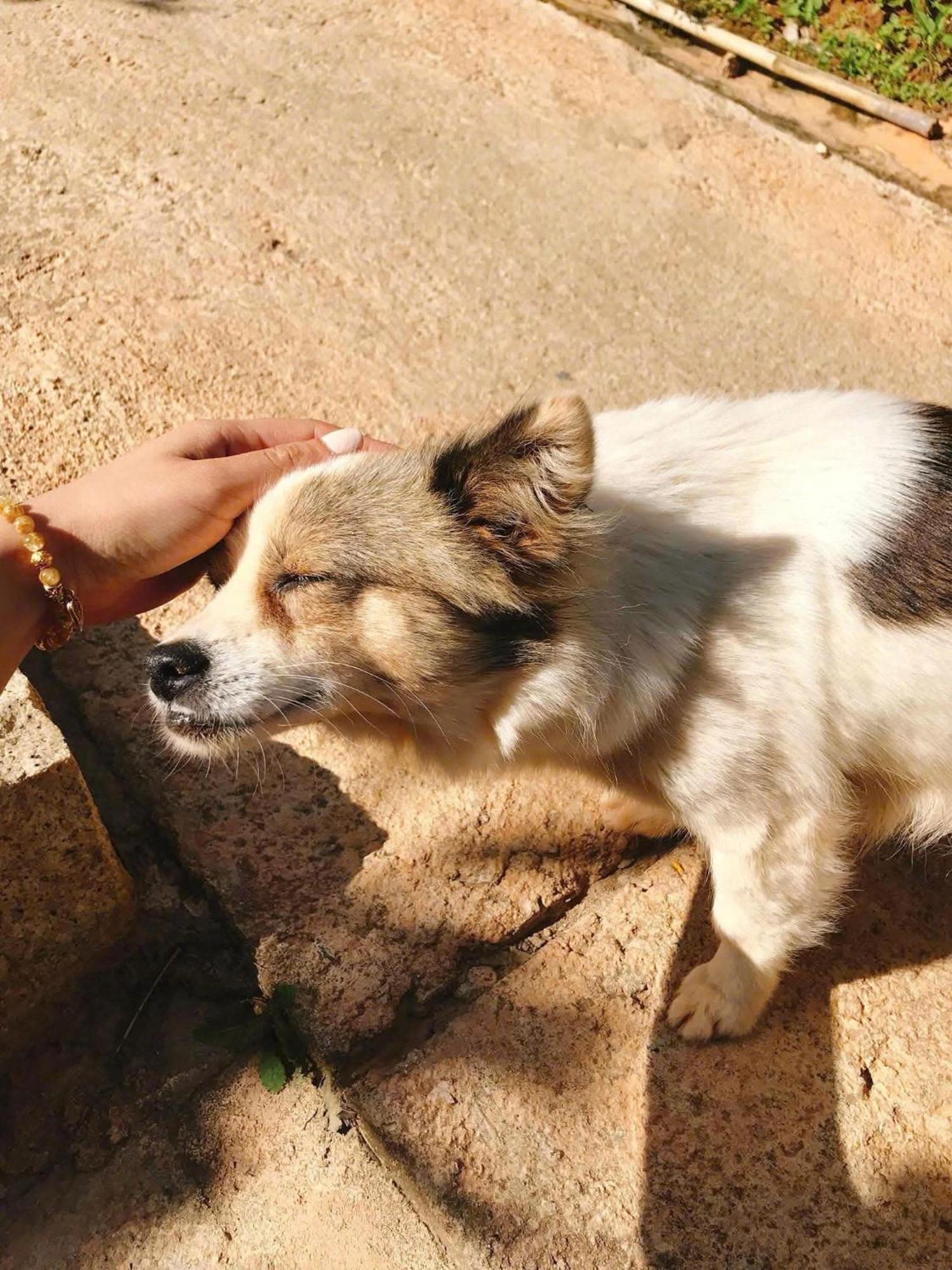 Vuon Nha Cui Homestay Dalat Bagian luar foto